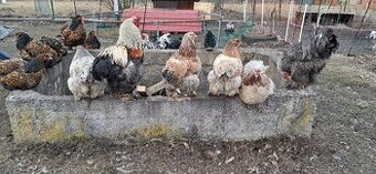 Vejce brahmanka, bali bezec, vlaska, andaluska