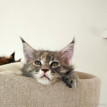 Mainská mývalí koťátka s PP