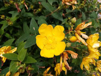 Zahradnické služby