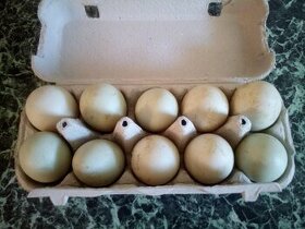 Násadová vejce indického běžce