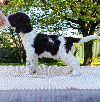 Lagotto romagnolo šteniatka