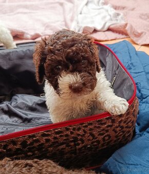 Lagotto romagnolo šteniatko