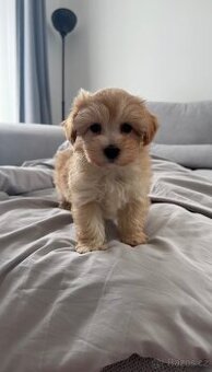 Maltipoo F1 - fenka