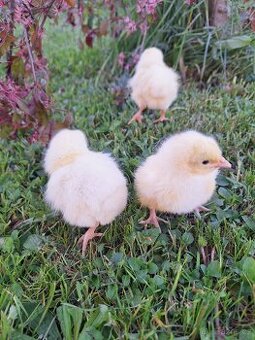 KUŘÁTKA- LEGHORN AMERICKY