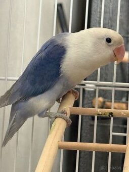 Nabízím Agapornis