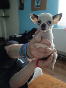 Mini civava
