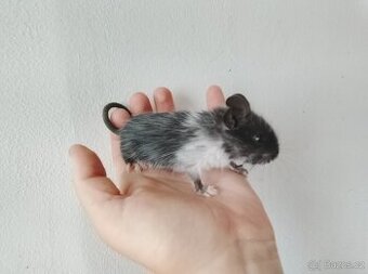 Osmák degu kluci