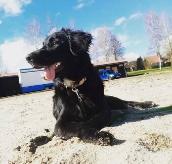 Daruji psa labrador X zlatý retrívr