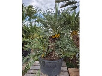 Žumara nízká - Chamareops Humilis Cerifera