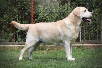 Labradorský retriever - k dispozici ke krytí (FCI)