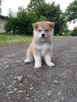 Akita inu bez PP