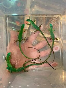 Gastropholis Prasina