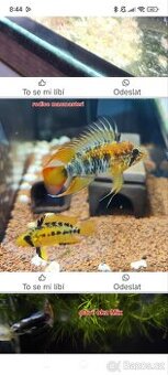 Apistogramma macmasteri