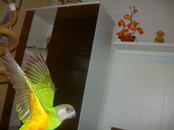 Senegálský papoušek stáří 4měsíce DNA-samec