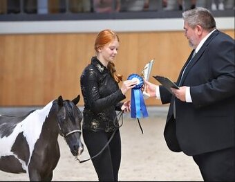 Valach AMHR/ASPC- minihorse