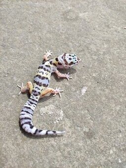 gekončík noční, terárium