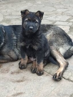 Německý ovčák fena