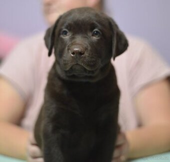 Labradorský retrívr s PP- kluk štěně