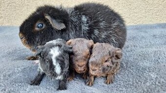 morče US teddy samička