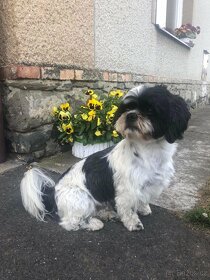Krytí Shih - Tzu