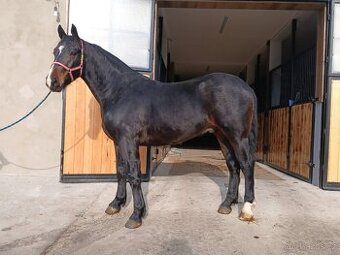 Slezský valach, 3 roky - 1