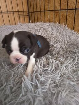 Bostonský teriér s průkazem původu