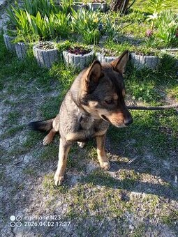 Daruji křížence Hasky