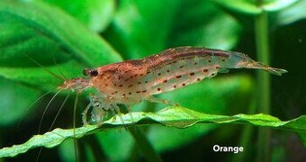 Krevetky - Caridina mulidentata / japonica (gold/orange)