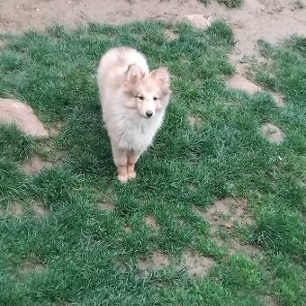 Sheltie-Seltie - 1