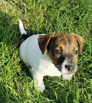 Jack Russel Terier
