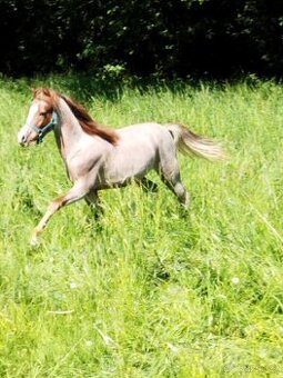 Welsh ponny