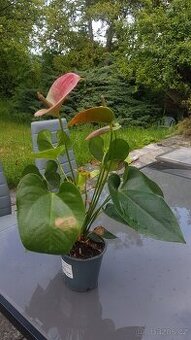 Anthurium - růžovo - zelené květy