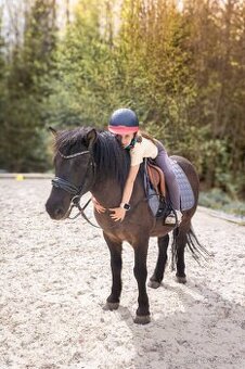 Pony valach - 1