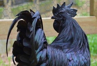 Ayam Cemani kohoutek