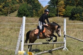 Pony kobylka kategorie S