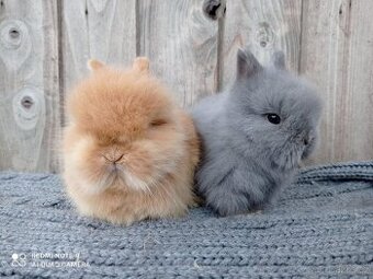 Zakrslý Teddy - mláďátka k rezervaci