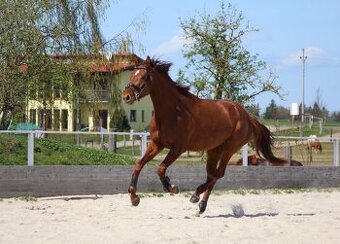 5letá zdravá zrzavá klisna po hřebci Firestone