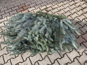 Okrasné chvojí (klest) smrk pichlavý / stříbrný