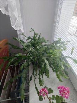 Kaktus Kvetoucí na bílo Grudnik