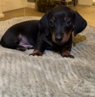 Trpasličí jezevčík