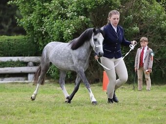 Na prodej krásná welsh mountain pony klisna DIABOLIC HENESSY