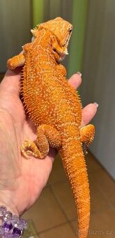 Agama vousatá- samička Hypo het Trans 190g