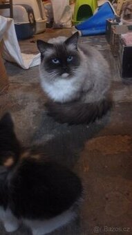 ragdoll,radgoll,nekastrované kočky na prodej