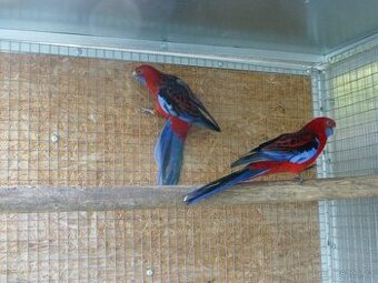 Rosela penant zlatý pastel