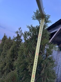 Prodám smaragdové túje (Thuje Smaragd) 🌿