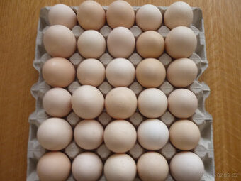 Prodám domácí vejce