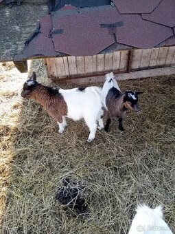 Holandský kozlík a kozička