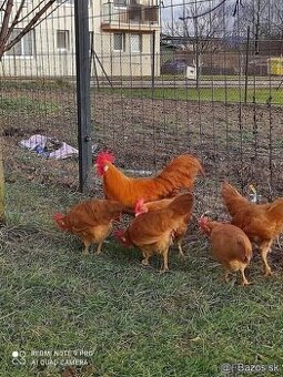 Vlaška žltá zdr NV