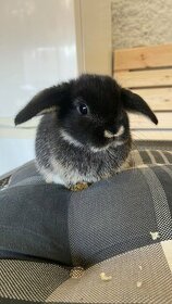 Zakrslý králík - beránek