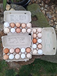 Prodám vejce z domácího chovu